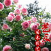 產(chǎn)地直銷藤本月季 大花月季 庭院種植觀賞花卉 園林苗木 低價(jià)供應(yīng)