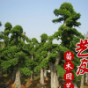 園藝園林出售大型造型榆樹 各種造型風景樹 庭院別墅園林觀賞