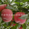 供應(yīng)早鳳王桃子樹苗