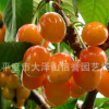 直銷 黃蜜 大櫻桃苗 優(yōu)質(zhì) 黃蜜櫻桃苗 【圖】