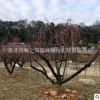 紅梅樹(shù) 基地直銷 園林工程綠化 風(fēng)景樹(shù) 規(guī)格齊全 量大從優(yōu)