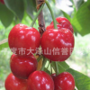 廠家大量 供應(yīng) 美國美早櫻桃苗 各種品種櫻桃苗【圖】