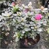 杜鵑花批發(fā) 西洋杜鵑 室內(nèi)觀賞花卉 工程綠化毛杜鵑 毛鵑苗 灌木