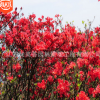 叢生映山紅樹苗批發(fā)市政工程景觀苗木滿山紅觀賞花卉杜鵑花苗
