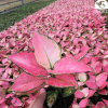 觀賞植物粗肋草花卉盆栽 廣東萬年紅吉祥如意粗肋草盆栽 直銷批發(fā)