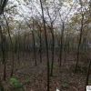 櫸樹(shù)苗 綠化櫸樹(shù) 市政工程櫸樹(shù) 櫸樹(shù)苗批發(fā) 綠化樹(shù)苗