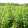 水杉樹(shù)苗批發(fā) 園林綠化苗木 行道風(fēng)景樹(shù) 庭蔭樹(shù) 規(guī)格齊全