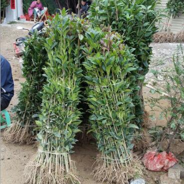 產(chǎn)地 桂花樹(shù)八月桂花 八月桂花樹(shù)苗 金桂 丹桂 品種多樣
