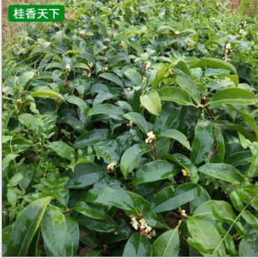 桂花樹苗基地批發 八月桂 四季桂小苗 品種齊全 綠化園林苗木