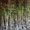 基地 山茶花盆栽 四季茶花苗 綠化小苗多品種茶花 四季青茶花樹苗