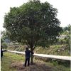 基地批發 四季桂花苗木 金桂樹苗 叢生桂花 八月桂花樹