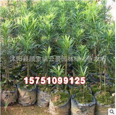 優(yōu)質(zhì)工程綠化小苗批發(fā) 羅漢松樹(shù)苗 綠化苗木 護(hù)坡綠化 羅漢松小苗