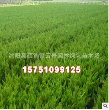 批發(fā)綠化苗木 龍柏球 龍柏樹(shù)苗 規(guī)格齊全 造型樹(shù) 優(yōu)質(zhì)龍柏小苗