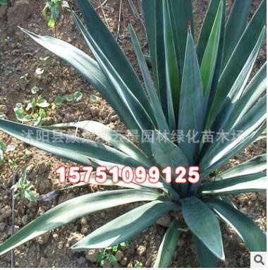 綠化工程苗木批發(fā) 劍麻小苗 四季常青 耐寒耐旱 道路綠化植物