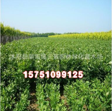 苗木基地批發(fā)供應(yīng)白蠟苗 綠化工程苗木 白蠟樹(shù)苗