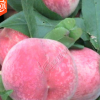 四川晚熟冬桃苗地栽嫁接雪桃樹(shù)苗南北方種植映霜紅桃苗當(dāng)年結(jié)果苗