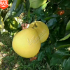 直銷(xiāo)嫁接紅心柚子苗南北方種植矮化晚熟三紅蜜柚果樹(shù)苗當(dāng)年結(jié)果苗