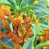 桂花樹八月桂批發(fā)2cm-10cm嫁接桂花行道樹園林苗木樹苗綠化喬木