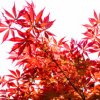 苗圃直銷日本紅楓樹苗美國紅楓盆栽花卉綠化苗木風(fēng)景樹苗木批發(fā)