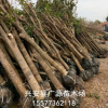 桂花樹 廣西桂花樹 占地桂花樹 12公分桂花樹 價格低廉