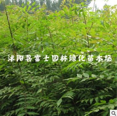 林木樹苗 黃連木小苗 黃連木樹苗 行道樹