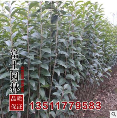 大葉女貞樹苗直徑5厘米優質的女貞苗 工程綠化苗基地現挖發貨