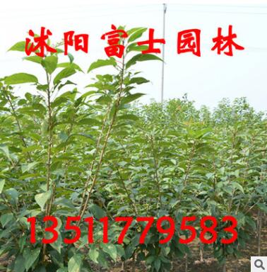 嫁接櫻花樹苗批發盆景花卉植物紅色重瓣晚櫻 庭院綠化當年開花