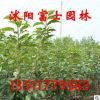 嫁接櫻花樹苗批發盆景花卉植物紅色重瓣晚櫻 庭院綠化當年開花