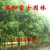 綠化景觀喬木 香樟小苗批發 8公分粗 價格優惠 四季常青 凈化空氣