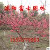 紅葉桃樹苗批發 大小規格齊全 出售花卉苗木