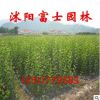 苗圃基地熱銷【香樟樹】小苗 四季常青 凈化空氣