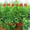 庭院植物 盆栽苗 精選銀杏樹苗 白果樹 抗污染的健康樹 易成活