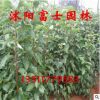 供應銷售香樟小苗 香樟樹苗批發 香樟樹