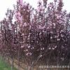 熱銷紅葉櫻花小苗 自產(chǎn)自銷價(jià)格優(yōu)惠 鮮紅花 沭陽園林2公分