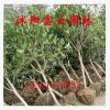 供應(yīng)桂花綠化苗木 丹桂 金桂 銀桂 品種多樣 基地直銷