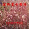 苗圃批發(fā)綠化苗木 紅瑞木 精選紅瑞木苗 品種優(yōu) 規(guī)格全