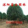 桂花小苗 桂花樹苗批發(fā) 綠化苗木 品種優(yōu) 規(guī)格齊全