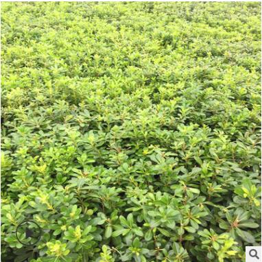 植物圍墻海桐 庭院綠化 四季常青園林綠化工程品種海桐苗球直銷