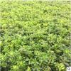 植物圍墻海桐 庭院綠化 四季常青園林綠化工程品種海桐苗球直銷