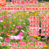 野花組合種子四季播波斯菊格桑花虞美人太陽花綠化工程草菊百日草