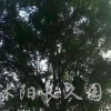 國槐