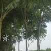 欒樹