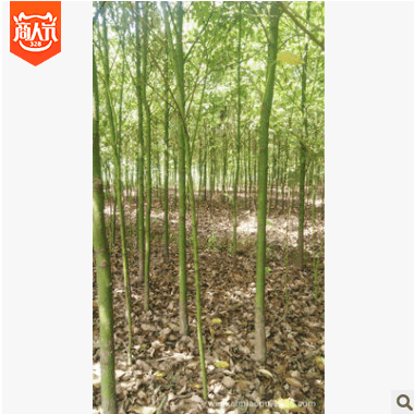 湖南移植帶冠香樟 發(fā)帽香樟 截桿香樟 大香樟樹 香樟苗 3-8公分