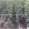 園藝場(chǎng)出售梨樹(shù)苗 多規(guī)格多品種可選 亨通苗木玉露香梨苗