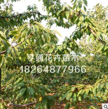 美早櫻桃樹基地直銷泰安櫻桃樹