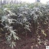 山東布蘭瑞克無花果苗 長期種植出售 哪里可以買到無花果苗