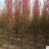 3公分龍柱碧桃樹苗地徑-1-10公分濕地綠化用防護樹高品質龍柱碧桃