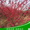 紅葉碧桃樹苗成品苗 5公分綠化用行道樹紅葉碧桃規格多品種