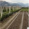 批發園林綠化工程 苗木 五針松 造型五針松 五針松盆景