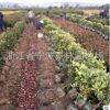 批發園林綠化工程 苗木 紅葉石楠小毛球蓬